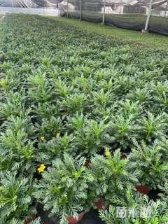 高度30厘米黄金菊