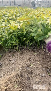 高度50厘米花叶珊瑚