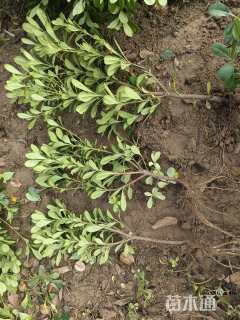 高度38厘米海桐