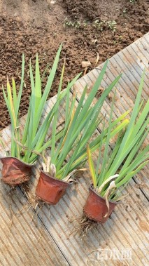 高度40厘米西伯利亚鸢尾