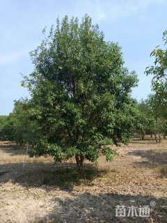 高度700厘米丛生大叶女贞