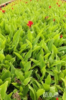 高度40厘米美人蕉