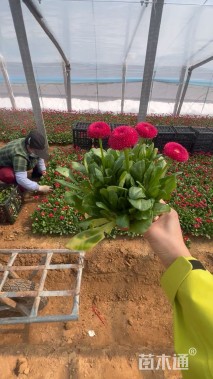 高度20厘米雏菊