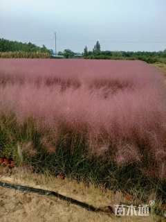 高度40厘米粉黛乱子草