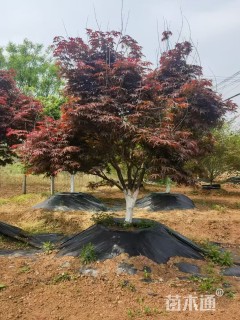 12公分日本红枫