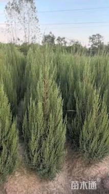 高度50厘米桧柏