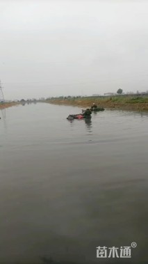 高度30厘米苦草