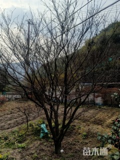 中华红枫