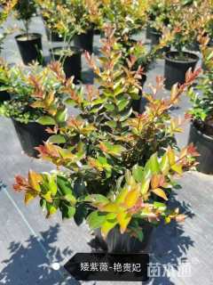 高度30厘米矮生紫薇