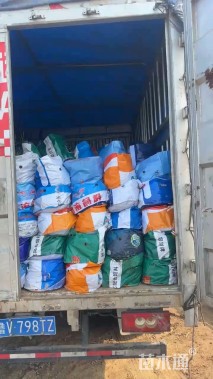 高度30厘米天蓝鼠尾草