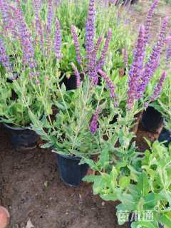 高度30厘米金边玉簪