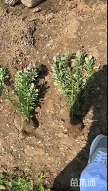 高度30厘米红叶小檗