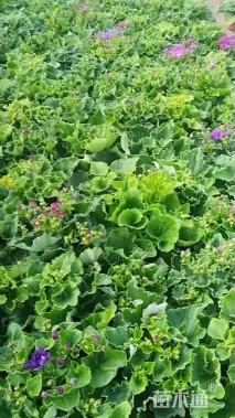 高度20厘米瓜叶菊