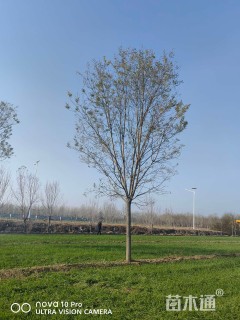 32公分国槐