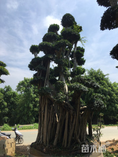 造型小叶榕
