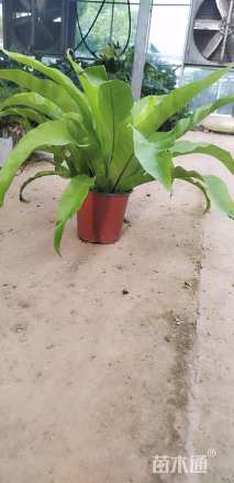 高度30厘米鸟巢蕨