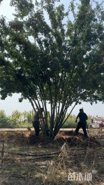高度600厘米丛生茶条槭