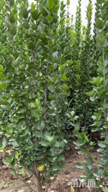 高度200厘米北海道黄杨