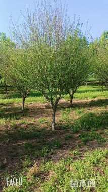 高度180厘米木槿