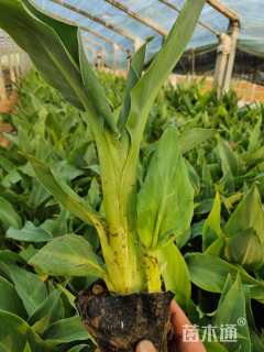 高度15厘米美人蕉