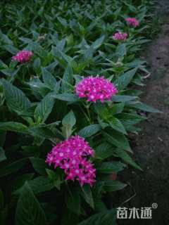 高度30厘米五星花