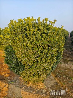 冠幅180厘米大叶黄杨球
