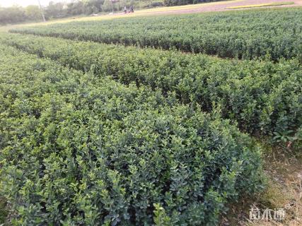 原生苗大叶黄杨球