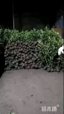 高度120厘米法国冬青