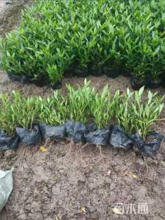 高度30厘米小叶栀子小苗