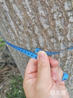 30公分榉树