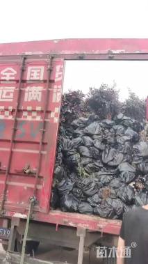 高度30厘米红花继木