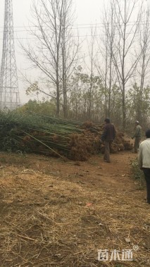 地栽苗刚竹
