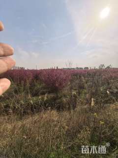 10公分北美海棠