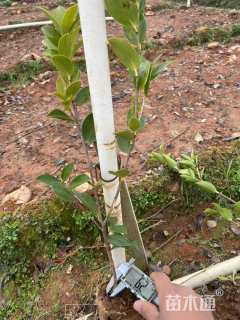 高度30厘米油茶