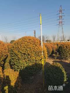 冠幅120厘米金冠女贞球