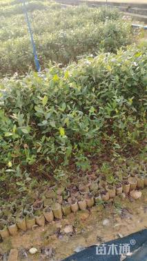 高度36厘米桃金娘