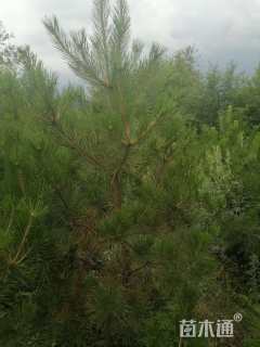 高度200厘米油松