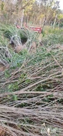 高度160厘米丛生木槿