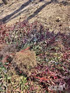 40厘米小叶扶芳藤