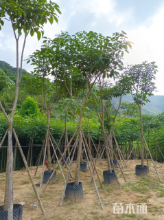 8公分红花风铃木