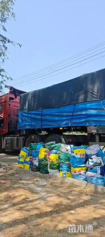 高度30厘米矾根