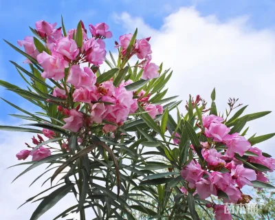 高度150厘米红花夹竹桃