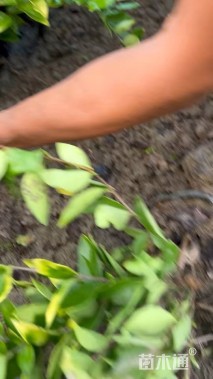 高度40厘米金森女贞小苗