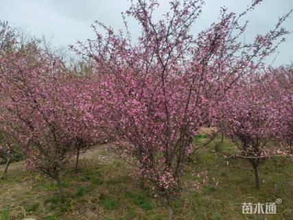 11公分垂丝海棠