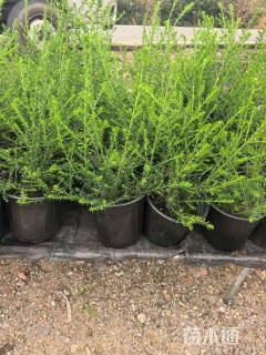 高度60厘米澳洲米花