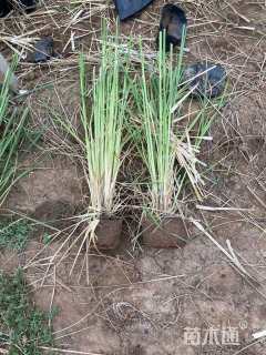 高度50厘米矮蒲苇