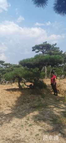 20公分造型油松