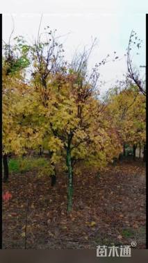 高度300厘米赤枫