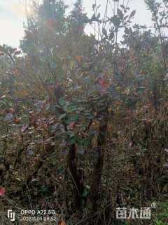 高度130厘米映山红