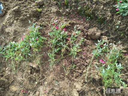 高度45厘米丰花月季